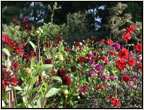 dahlia6