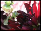 dahlia6