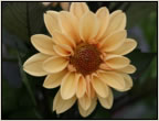 dahlia4