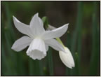 narcis