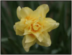 narcis1
