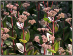 hosta
