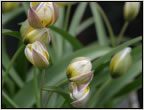 tulipa
